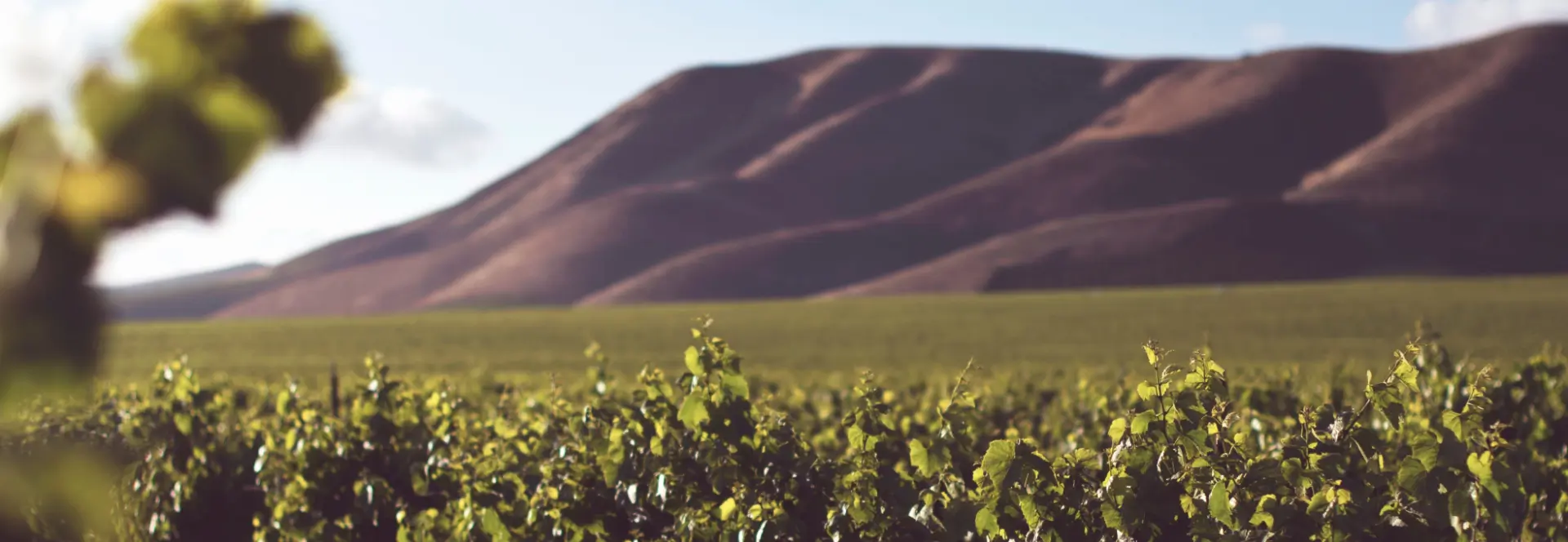 logo champagne bulle chillelysium epernay vendange raisin