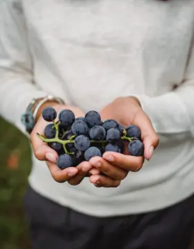 logo champagne bulle chillelysium epernay